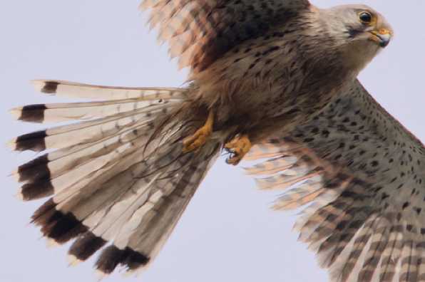 20 June 2020 - 12-47-31

-------------------------------
Kestrel hovering and hunting over Dartmouth